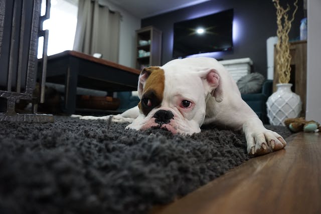 How To Get Pee Smell Out Of Carpet
